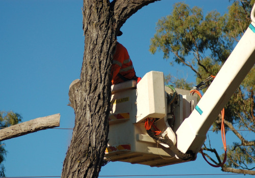 Landscape Fix And Flip Project In Ellisville, MS: Why You Should Hire A Tree And Land Service Company?