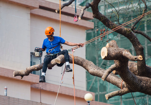 Boost Property Value: Tree Pruning Services For Your Scottsdale Fix And Flip